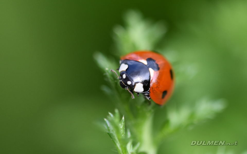 Seven-spotted Ladybug (Coccinella septempunctata)